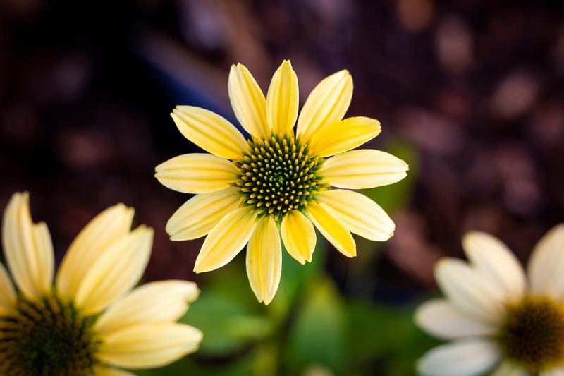Mellow Yellow coneflowers are hardy, but release chemicals in the soil to discourage the growth of competing plants. JOERI/ADOBE STOCK PHOTO